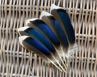 Blue Jay Feathers Etsy
