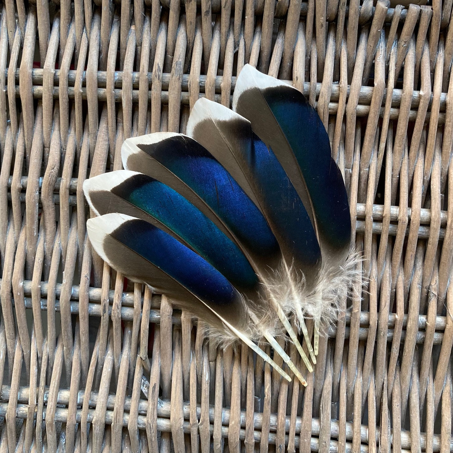 Duck and feather hot sale