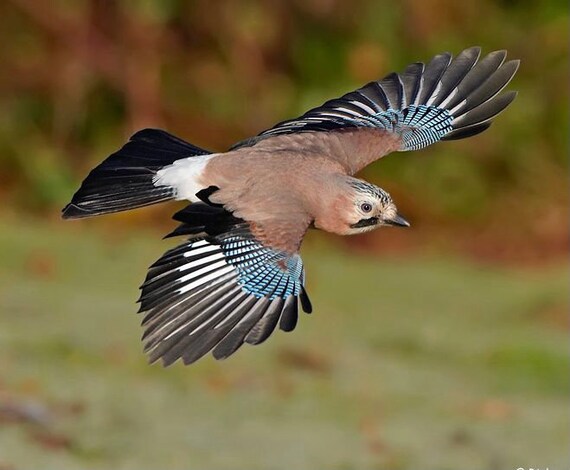 Blue Jay Feathers Ethically Sourced Etsy