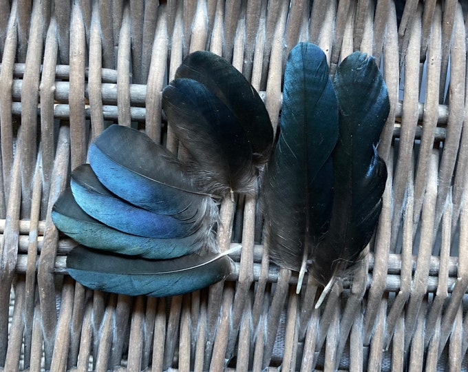 WHITE Ostrich Feather Spray 3 Package Size Cruelty Free DIY Etsy