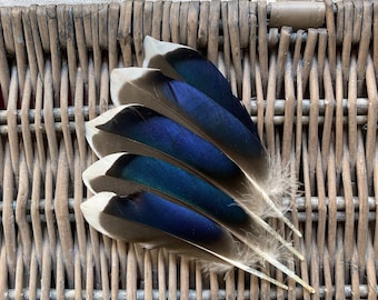 Blue Jay Feathers Etsy
