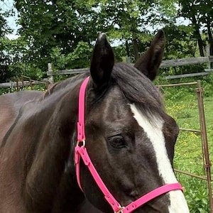 biotane horse halter