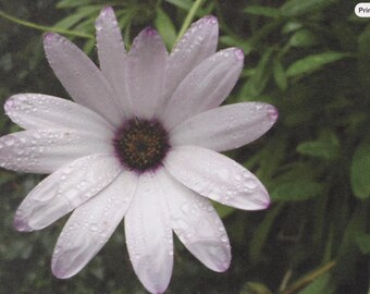 Flower Notecards, Blank Inside for your message (4x5 inches)