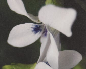 Flower Notecards, Heavyweight Cardstock, Matte Finish, Blank Inside (4x5 inches)