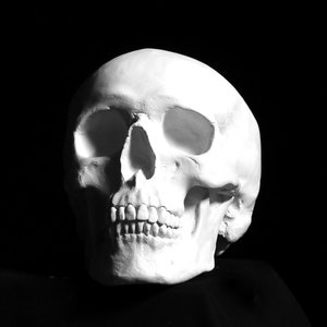 Może przedstawiać: Biała ludzka czaszka o szczegółowej strukturze anatomicznej, izolowana na czarnym tle.