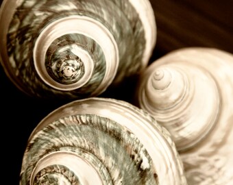 May include: Three seashells with intricate patterns and swirls in shades of brown, white, and green. The shells are arranged in a triangular shape.