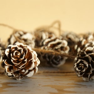 May include: A string of white and brown pine cones tied together with twine. The pine cones are arranged in a row and are all facing the same direction.