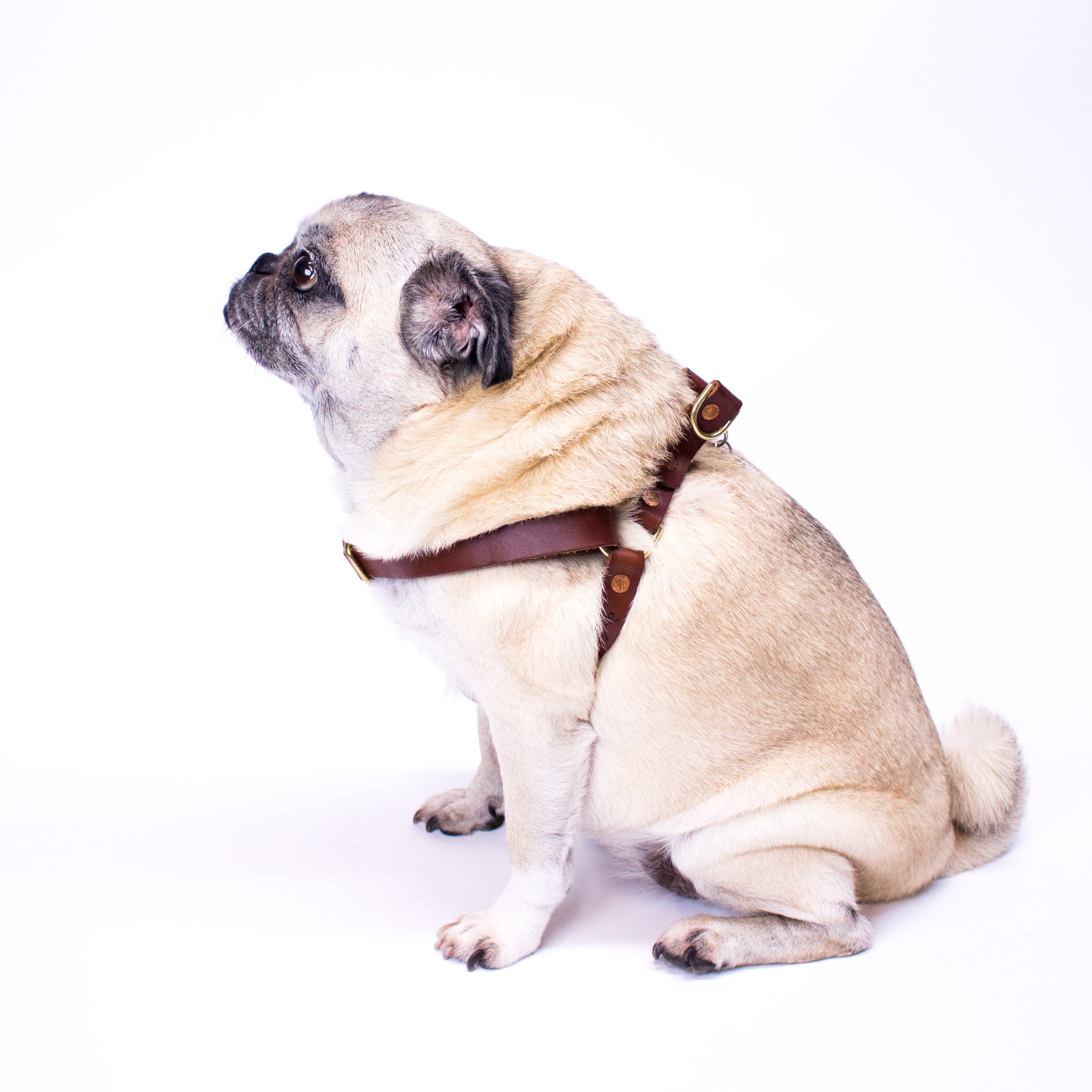 pug dog harness