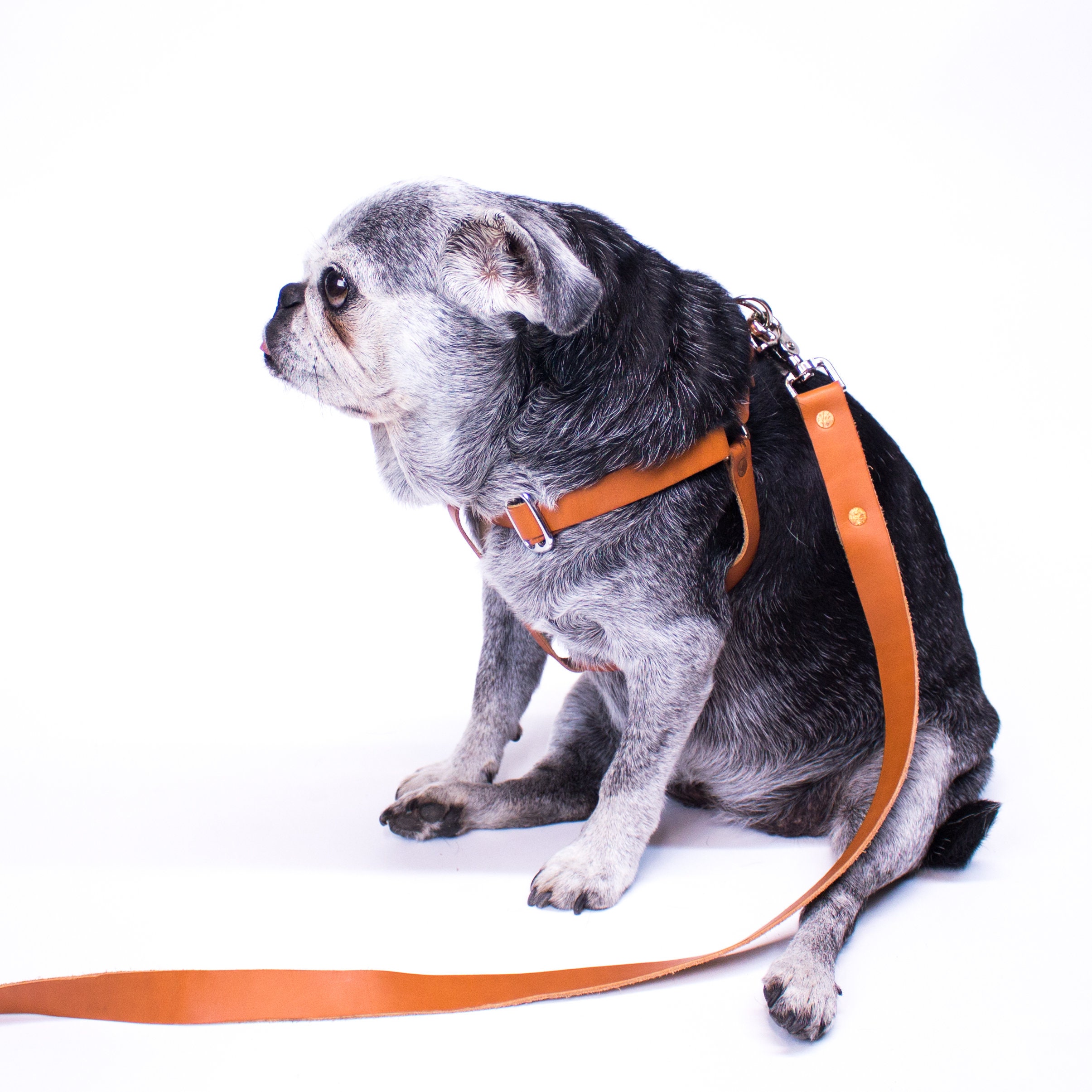 Dog Harness and Leash Personalized Step in Tan Leather Etsy