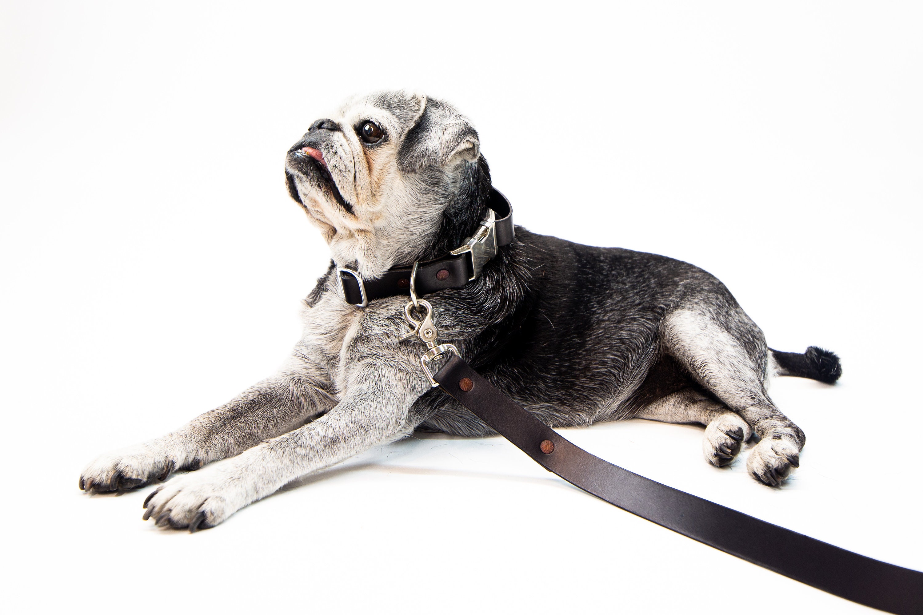 quick release dog leash