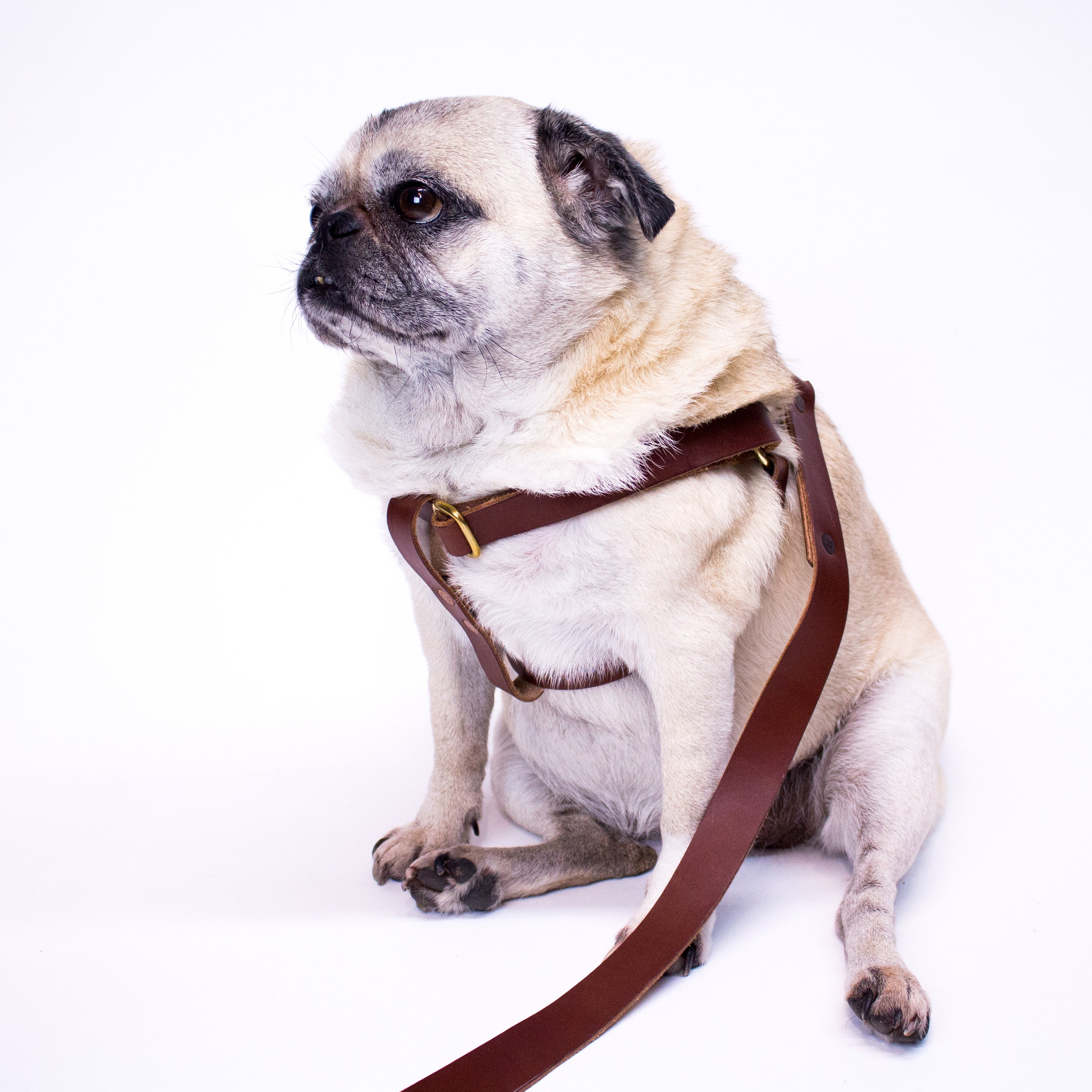 pug dog harness