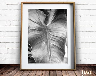 Black and White Leaf Print, Tropical Print, Lily Leaf Print, Black and White Photo, Arum Lily, Nature Photo, Nature Decor, Printable Art