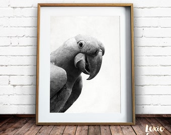 Bird Print, Parrot Print, Bird Photo, Macaw Print, Black and White Bird, Black and White Animal Print, Nursery Print, Printable Art