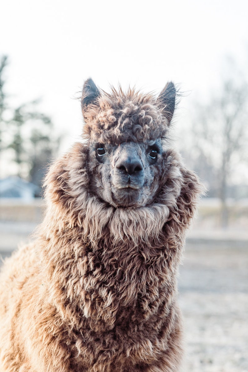 Organic Raw Alpaca Fiber Light Brown Rosa 2018