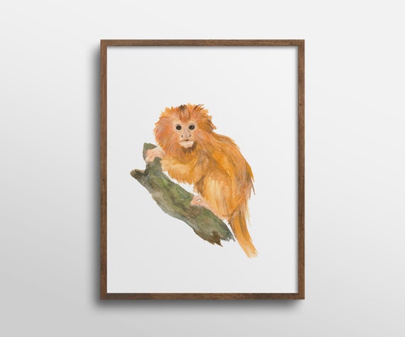 Golden Lion Tamarin Monkey Nursery Animal Watercolor Art Print | Etsy