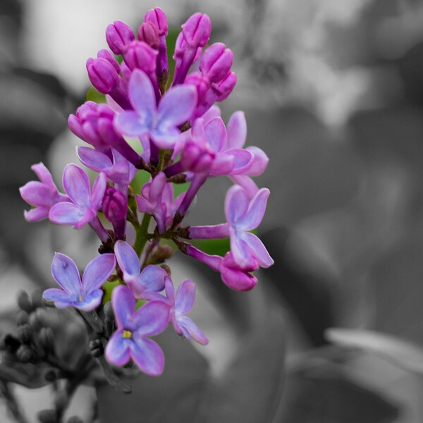 Lilac Photograph, Flower Photography, Digital Download, Macro Image, Floral Photo, Wall Art