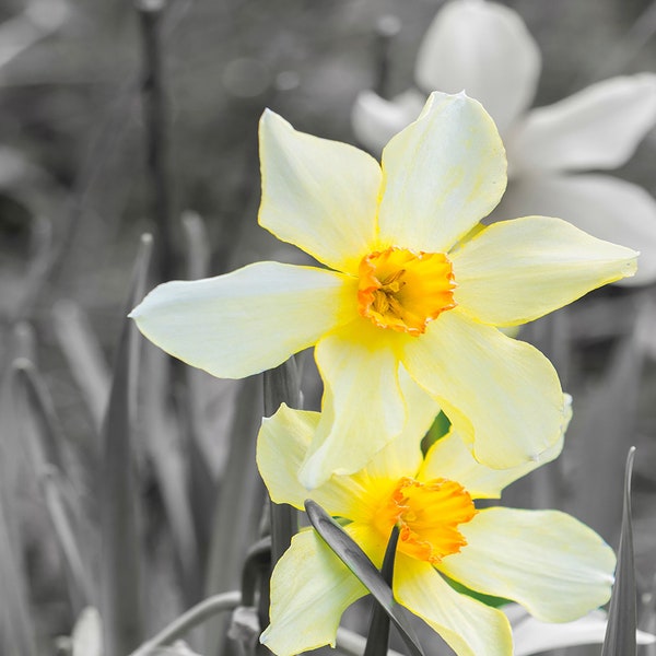 Daffodil Photograph, Flower Photography, Digital Download, Macro Image, Floral Photo, Wall Art