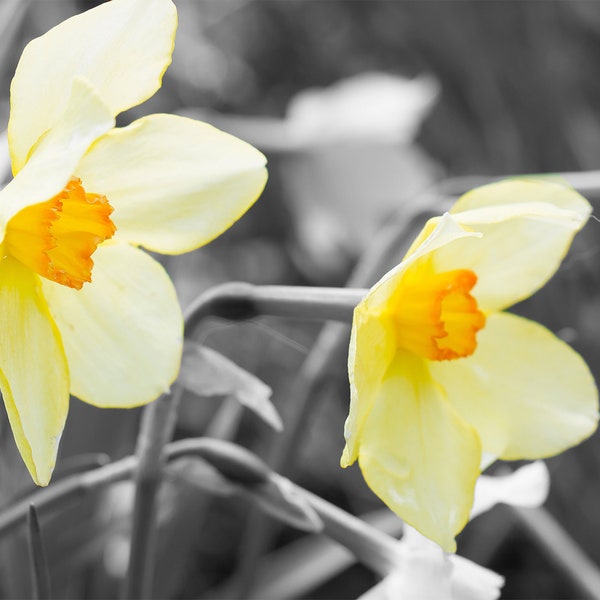 Daffodil Photograph, Flower Photography, Digital Download, Macro Image, Floral Photo, Wall Art