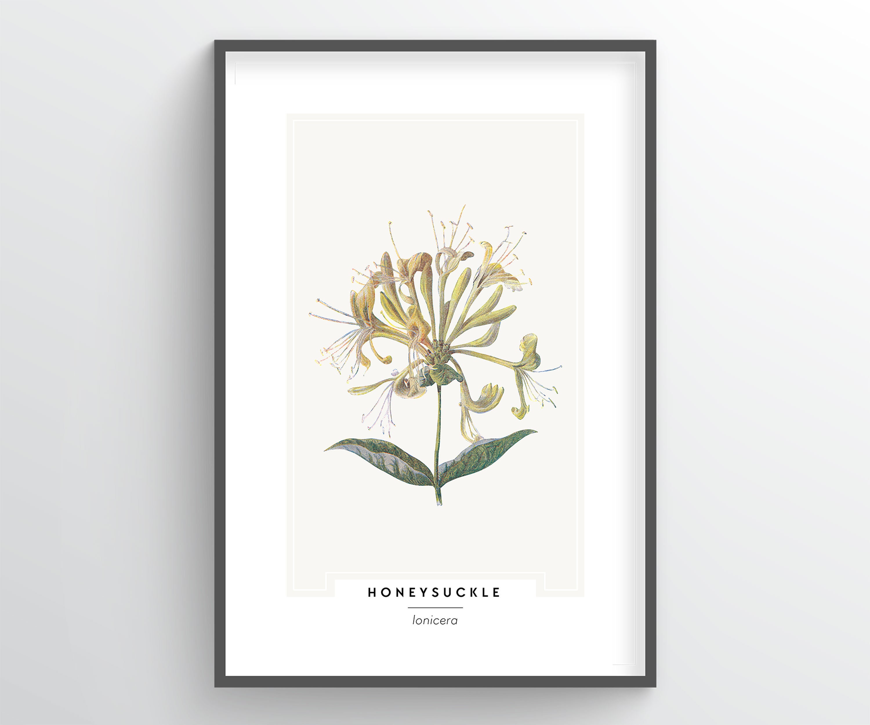 Image of Himalayan honeysuckle silhouette