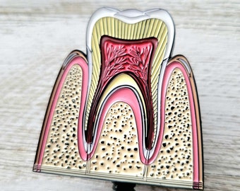 Dentist Hygienist Retractable ID Holder, Cool Enamel Tooth Anatomy Badge Reel, Healthcare Mothers Fathers Day Present