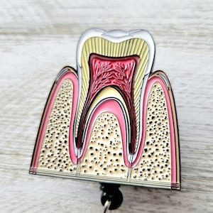 Anatomical Tooth Professional Dentist Custom ID Holder Badge Reels