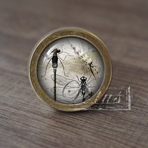 Könnte beinhalten: Runder Schrankknopf mit Bronze-Finish. Der Knopf hat einen Glaseinsatz mit einer detaillierten Illustration von Insekten, darunter Libellen und eine Fliege. Das Design hat eine Vintage- und botanische Ästhetik.