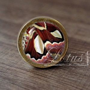 May include: A round, brass cabinet knob with a glass insert featuring a close-up of a red, white, and brown butterfly wing.