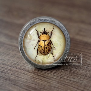 May include: A silver knob with a glass insert featuring a yellow and brown beetle with black spots on a white background.