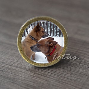 May include: A round, gold-colored knob with a picture of two brown dogs in a snowy landscape. The dogs are wearing collars, one red and one blue.