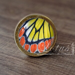 May include: A round, brass-colored cabinet knob with a butterfly wing design. The butterfly wing is yellow, orange, black, and white.