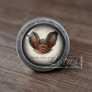 May include: A silver knob with a glass insert featuring a detailed illustration of a bat with the text "Plecotus Timorensis".