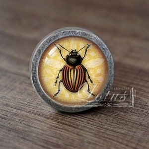 May include: A round, silver-toned cabinet knob with a glass insert featuring a detailed illustration of a red and black beetle on a yellow background.