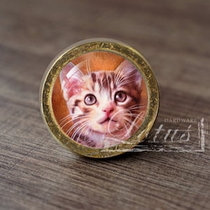 May include: A round, gold-coloured knob with a glass insert featuring a close-up image of a brown and white tabby kitten with blue eyes.