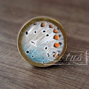 May include: A round, brass-colored cabinet knob with a clear glass insert featuring a butterfly wing pattern in shades of white, orange, and blue.