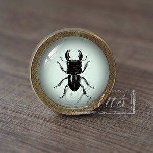 May include: A round, brass-colored cabinet knob with a glass insert featuring a black and white illustration of a stag beetle.