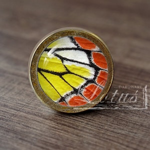 May include: A round, brass-coloured knob with a glass insert featuring a colourful butterfly wing pattern. The wing pattern is yellow, white, black, and orange.