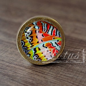 May include: A round, brass-colored cabinet knob with a glass insert featuring a colorful butterfly wing pattern. The knob has a slightly distressed finish.