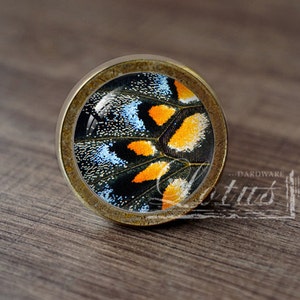 May include: A round, brass-colored cabinet knob with a glass insert featuring a close-up of a butterfly wing. The wing is black, blue, and orange.