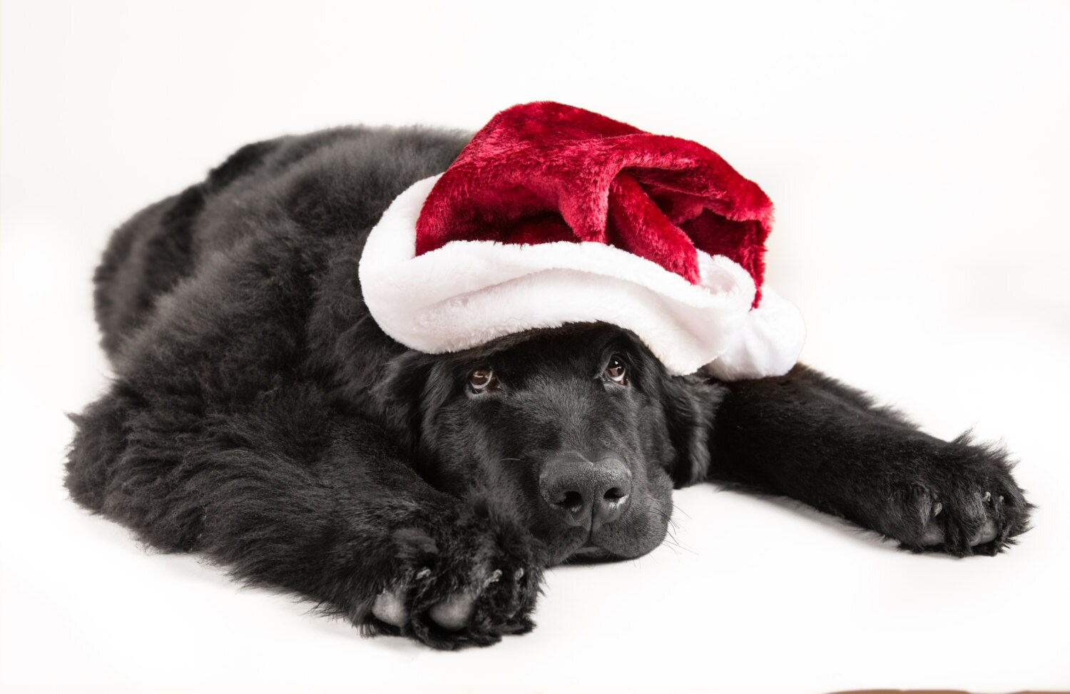 Newfoundland Puppy Santa Holiday Greeting Card 10 pack Etsy