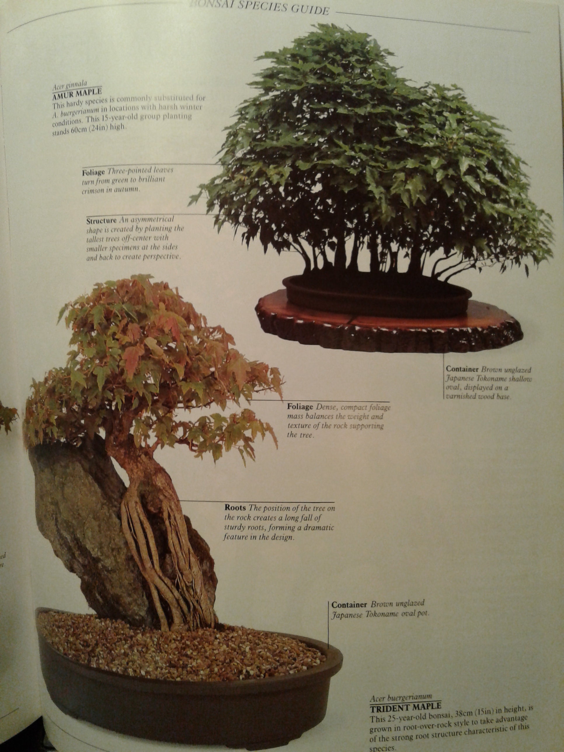 洋書 THE COMPLETE BOOK OF BONSAI Complete Book of Bonsai: A Practical Guide to Its Art and