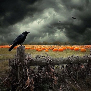 May include: A black crow perched on a weathered wooden fence post overlooking a field filled with orange pumpkins under a dark, stormy, overcast sky with two small silhouettes of flying bats visible in the distance above the pumpkin patch.