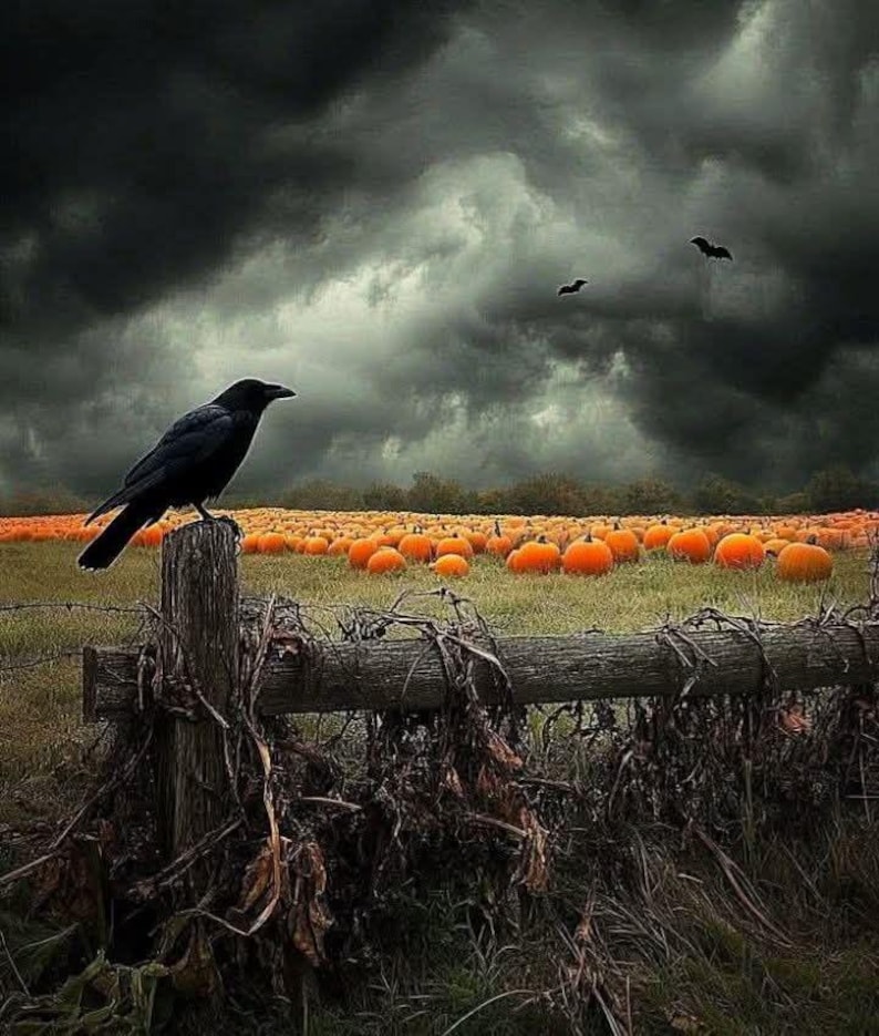 May include: A black crow perched on a weathered wooden fence post overlooking a field filled with orange pumpkins under a dark, stormy, overcast sky with two small silhouettes of flying bats visible in the distance above the pumpkin patch.