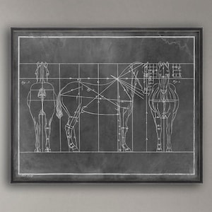 Vintage Horse Anatomy Print: Helford Cornwall Equine Diagram