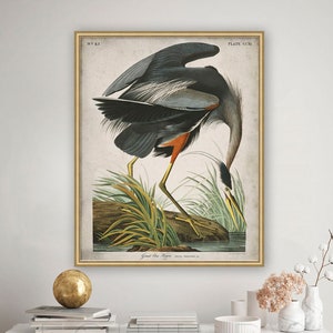 Great Blue Heron | John James Audubon | Vintage Audubon Art | Birds of America | Audubon Bird | Audubon Great Blue Heron Art | Circa 19th C.