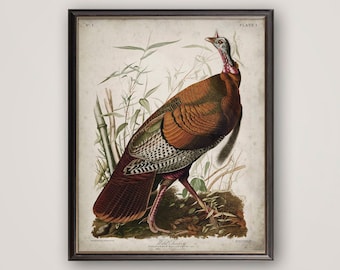 Wild Turkey Print: Vintage Audubon Bird Art, 19th Century Style
