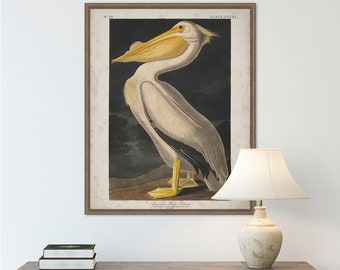 Audubon White Pelican Print: Vintage Bird Art, 19th Century Style