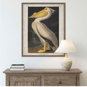 Audubon White Pelican Print: Vintage Bird Art, 19th Century Style
