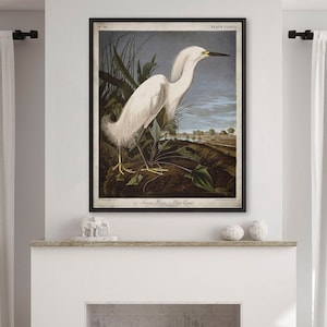 Audubon Snowy Heron Print: Vintage White Egret Bird Art