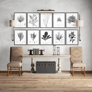 May include: A living room interior with a white wall, a wooden floor, and a long, white table with two chairs. The table is decorated with a black chest, books, and an hourglass. The wall is decorated with a gallery wall of black and white botanical prints of seaweed.