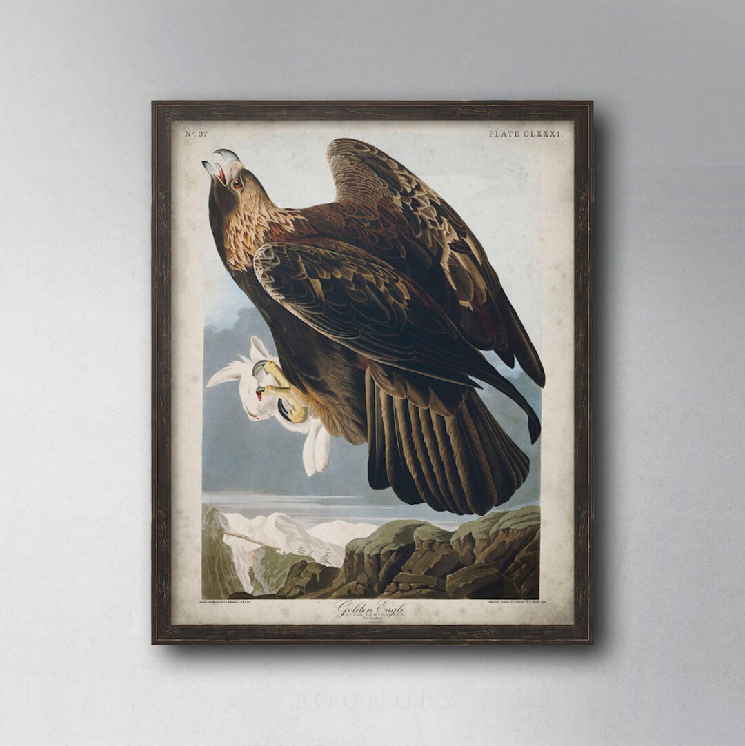 Golden Eagle Print: John James Audubon, Vintage Bird Wall Art - Etsy